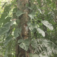 Rhaphidophora pertusa (Roxb.) Schott